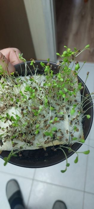 Saradela Igelaa  wysyłam saladera