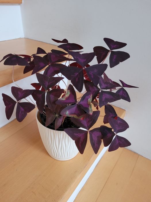 Szczawik roślina ogrodowa i domowa