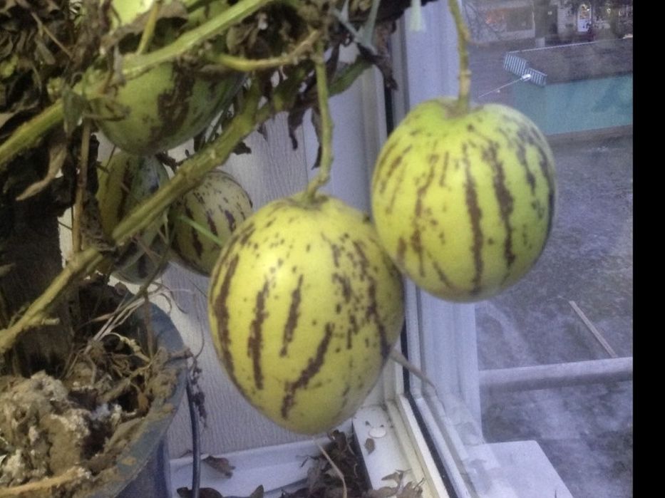 Продам саджанці Пепино