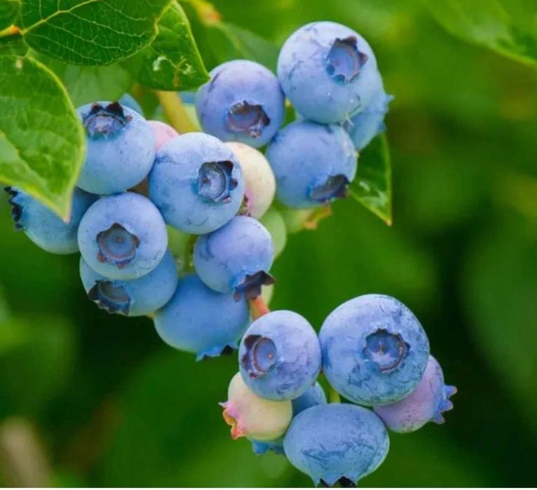 Bluecrop borówka amerykańska