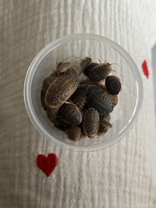 Аргентинські таргани, кормові комахи