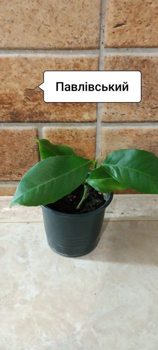 Лимони Павлівський і Таджицький