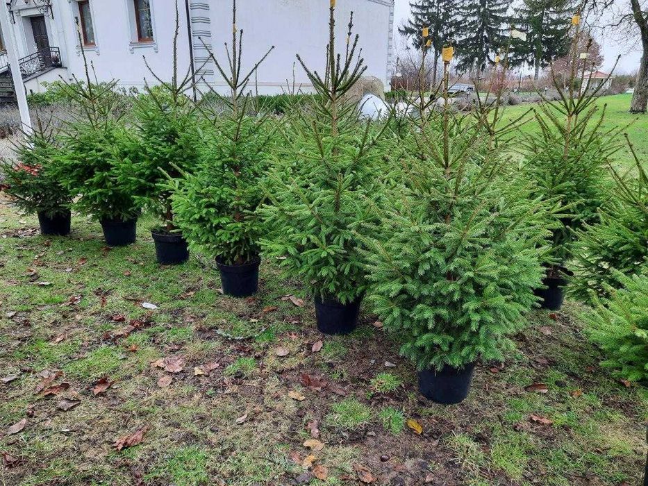 choinki świerk pospolity drzewka bożonarodzeniowe