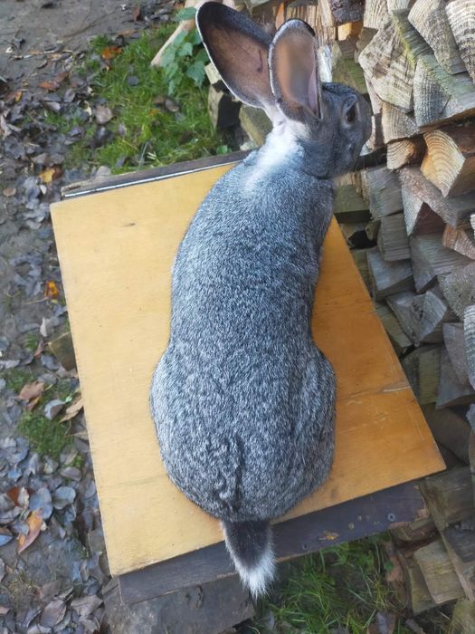 Кролі породи Шиншила. Німецький строкатий велетень.