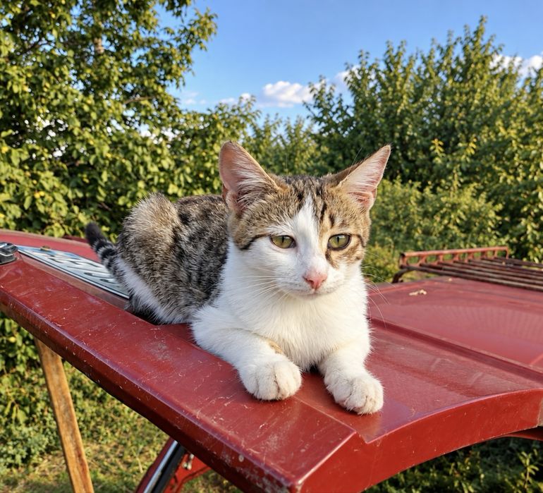 Котята, котики, коты