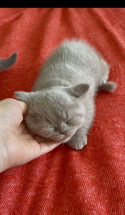 Gatinho Scottich Straight lilac