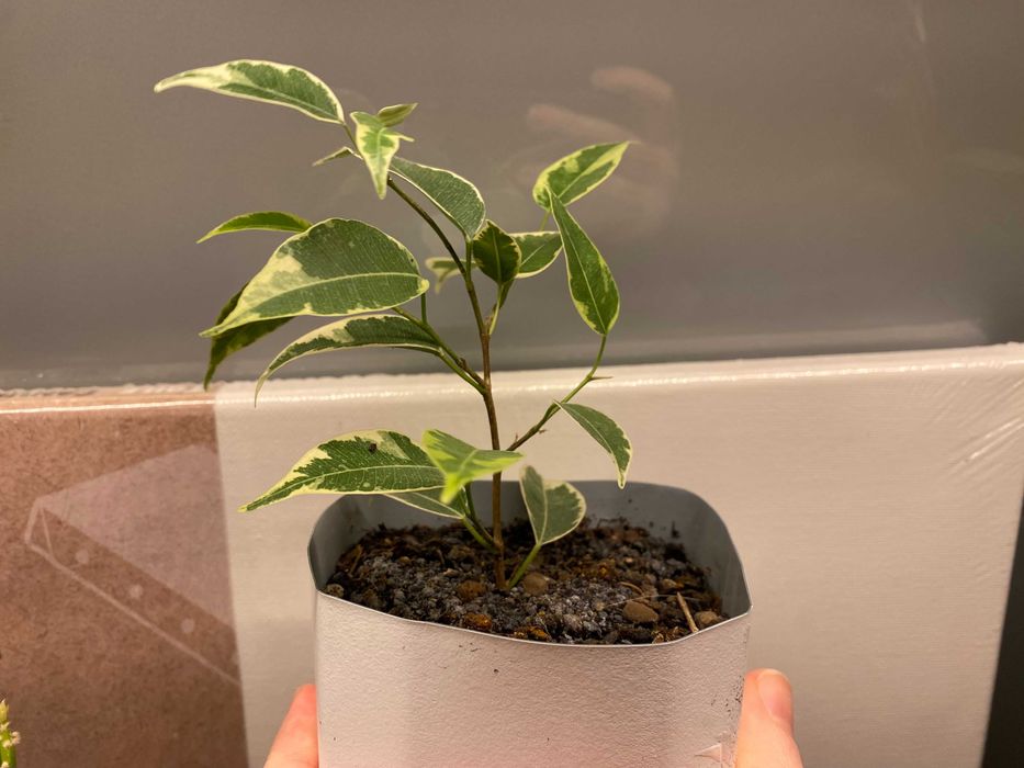 Fikus (Ficus) Benjamina Variegata 'Kinky' trzy kolory