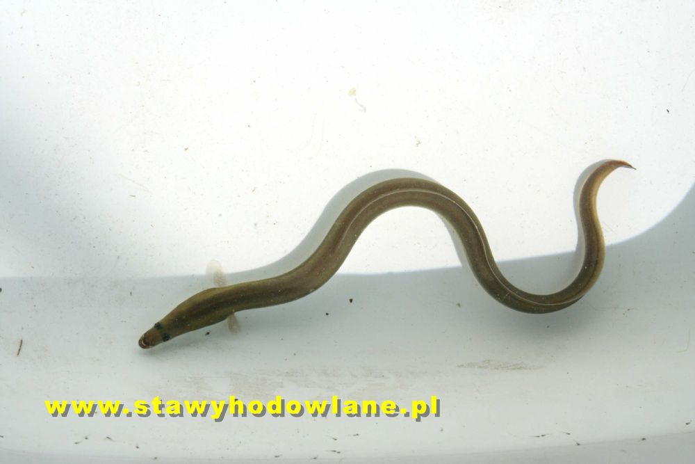 Tołpyga 10cm filtruje wodę.Ryby karp amur jesiotr węgorz pstrąg miętus