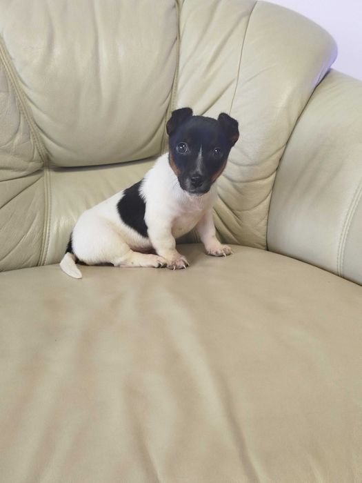 Jack Russell Terrier piesek tel.-5.7.5.3.0.2.0.3.9.