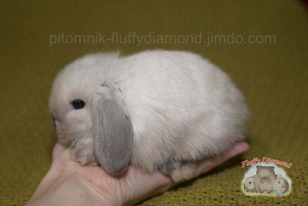 Дівчинка породи NHD (Nederlandse Hangoor Dwerg)