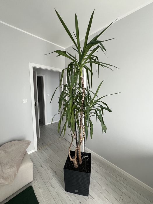 Yuka / juka wysoka wraz z donicą