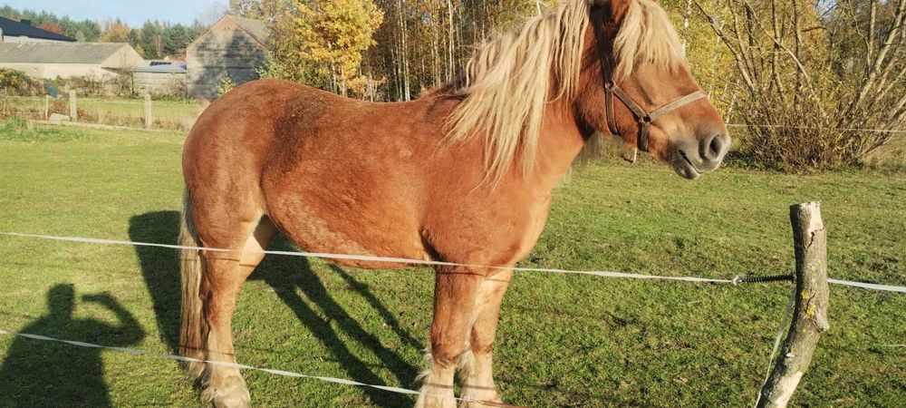 Sprzedam kobyłę 5 letnia spokojną