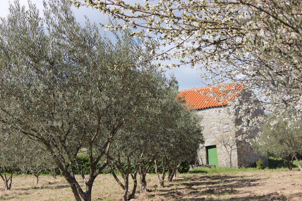 Terreno 53.265 m² com casa de granito, Olival DOP/DOC