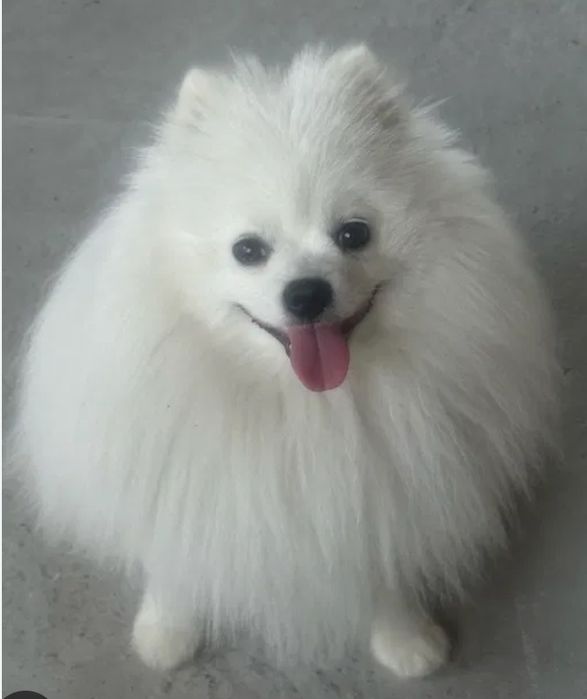 Померанський шпіц. Хлопчик