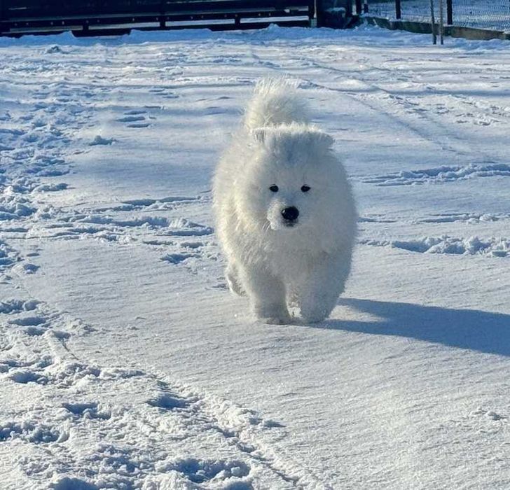 SAMOYED/Samojed ZKWP/FCI - Rzeszów