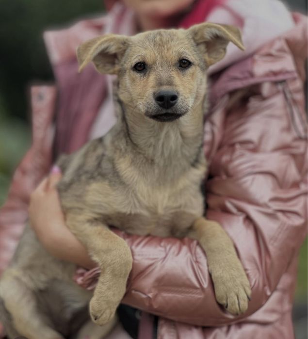 Собаченята 7 місяців стерилізовані! 5 дівчаток