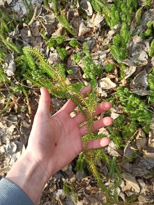 Чага сира для Сергея 320 грн.