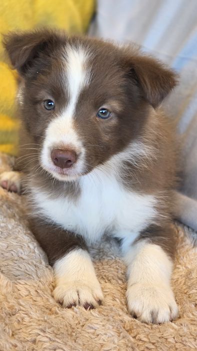 Border Collie Chocolate Fêmea (Olhos Verdes Azulados)