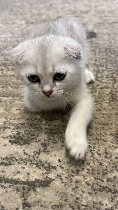 Продам котят шотландських