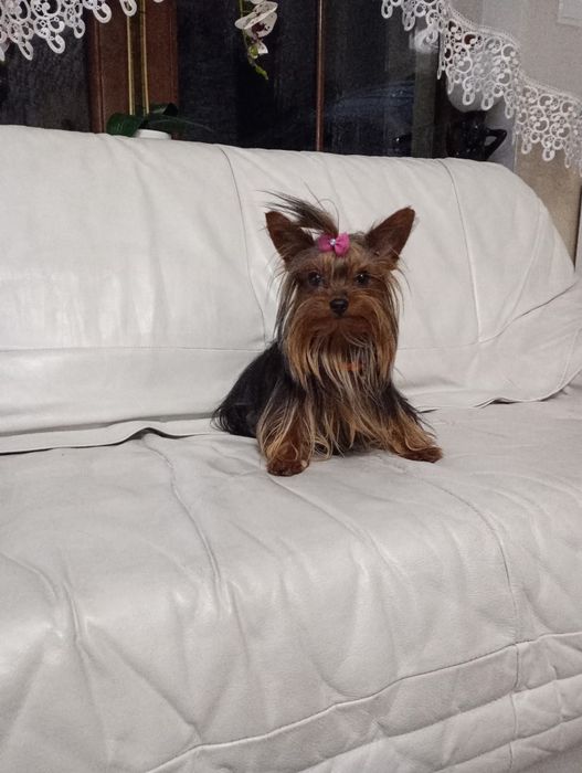 Yorkshire terrier - mini piesek