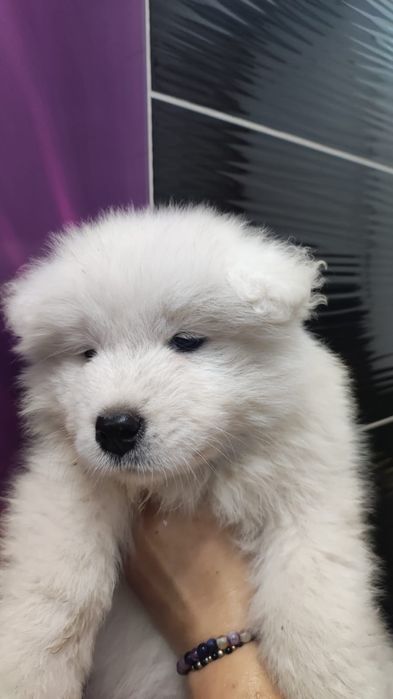 Już są Samoyed ZKwP badania FCI Samojed DOMOWY
