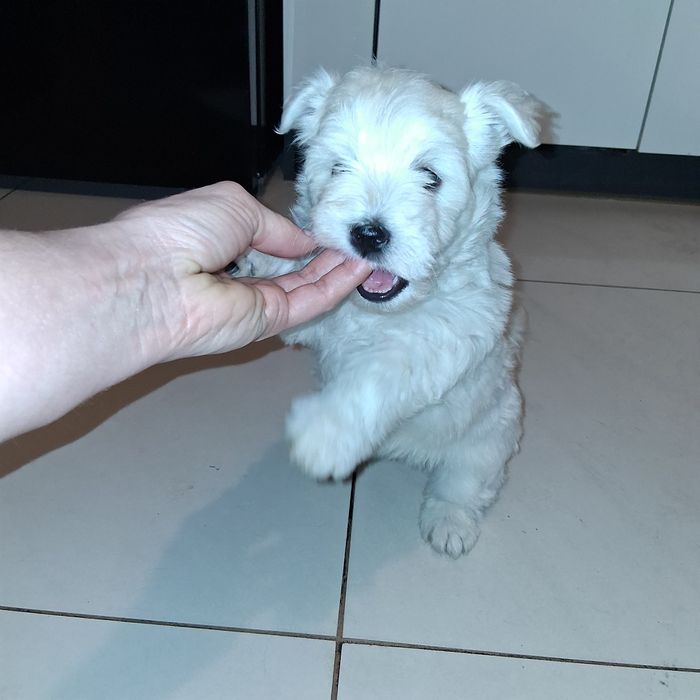 Śliczny Piesek  West