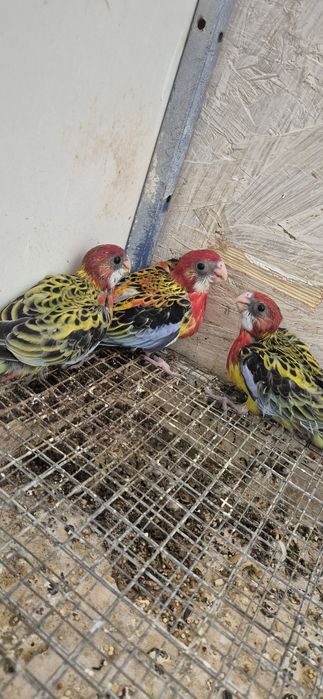 Roselas domesticadas
