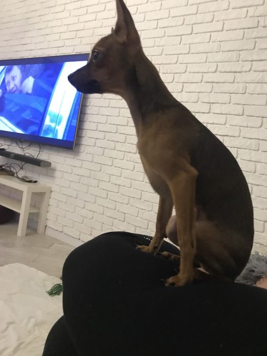 Щенки той терьера