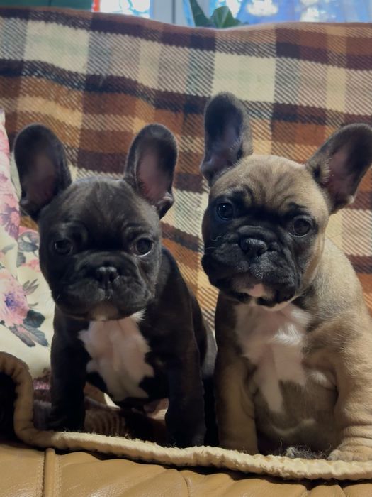 Французькі бульдоги