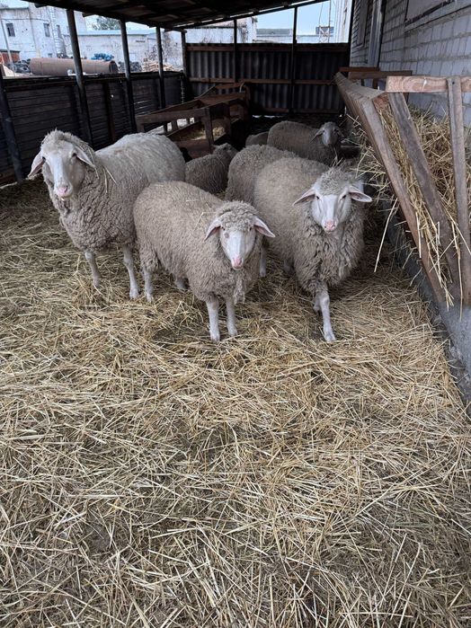 Овцы, порода Мериноландшаф