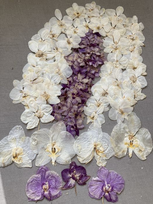 Орхідея пресована для творчості для епоксидки