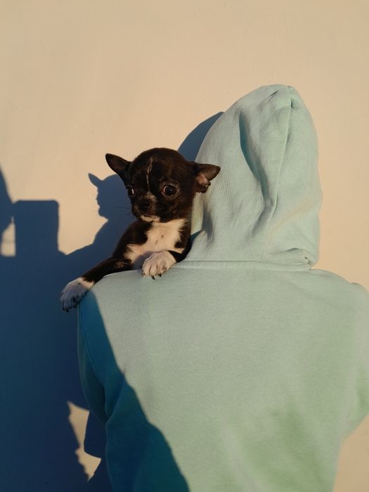 Chłopiec rasy chihuahua, 3,5 miesiąca.