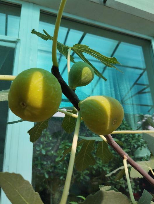 Продам саженцы  инжира