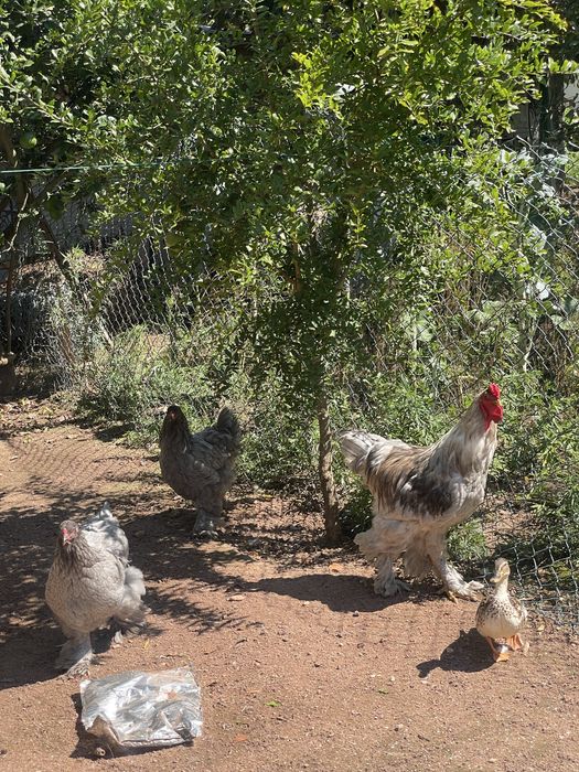 Trio de brahmas cinza