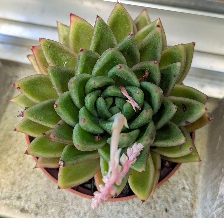 Plantas , catos, suculentas, protea, leucadendro