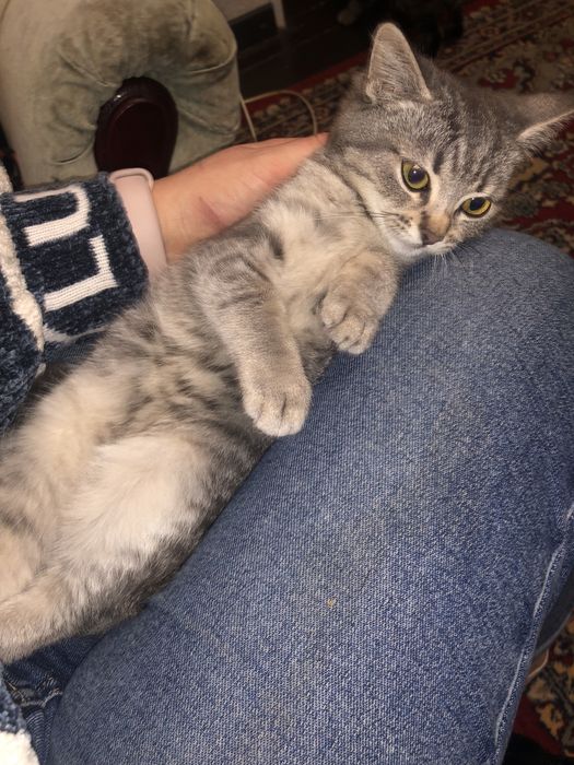Віддам котика.