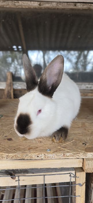 Кролі , кроленята Шиншила, термонська біла ,каліфорнійські, полтавське