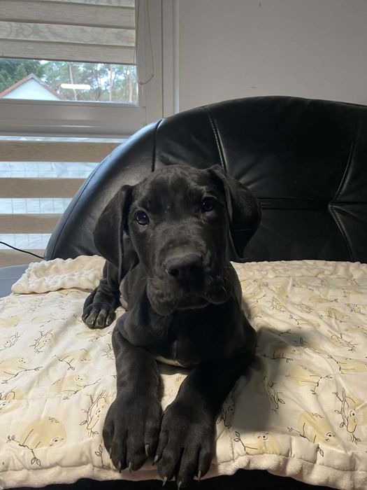 Dog niemiecki śliczna suczka