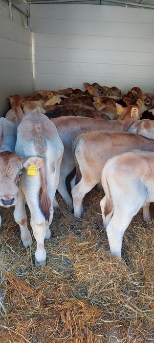 Byczki mięsne Koronowola