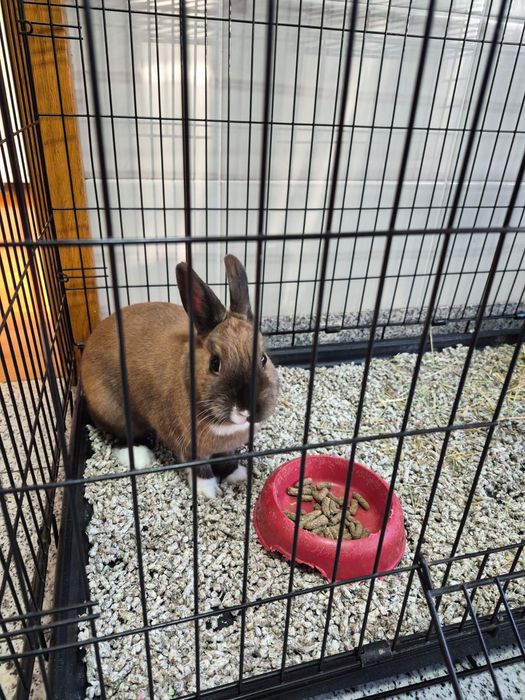 Coelho anão + acessórios (Opcional)