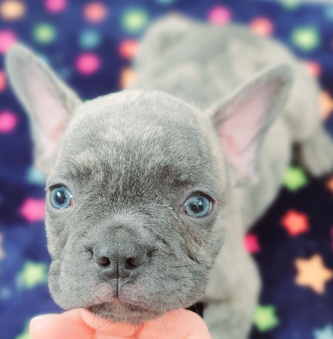 Найгарніши цуценята у Харкові