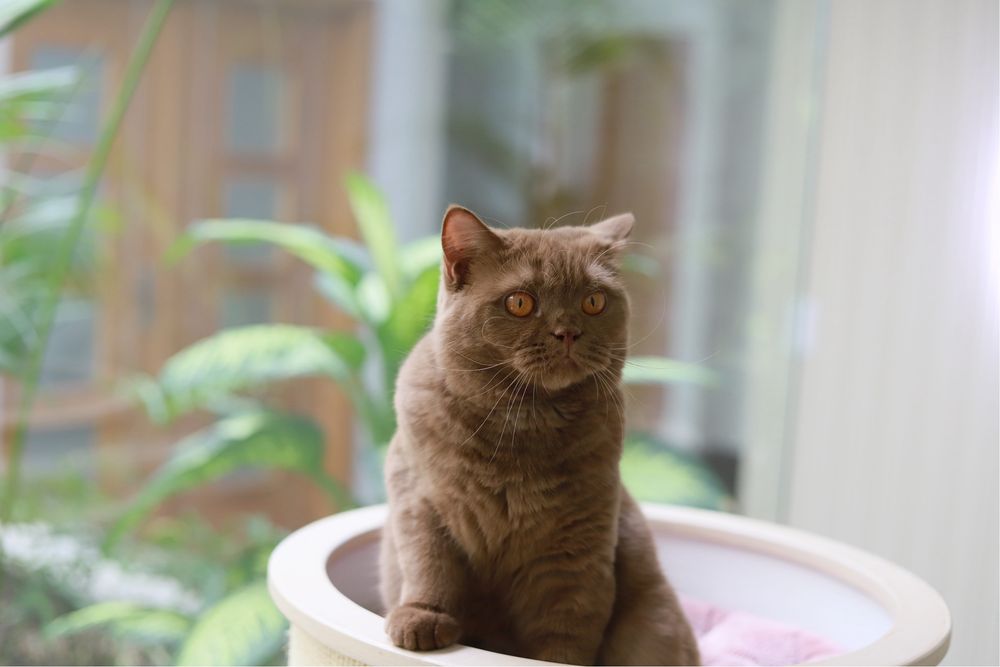 Femêa British  Shorthair Cinnamon