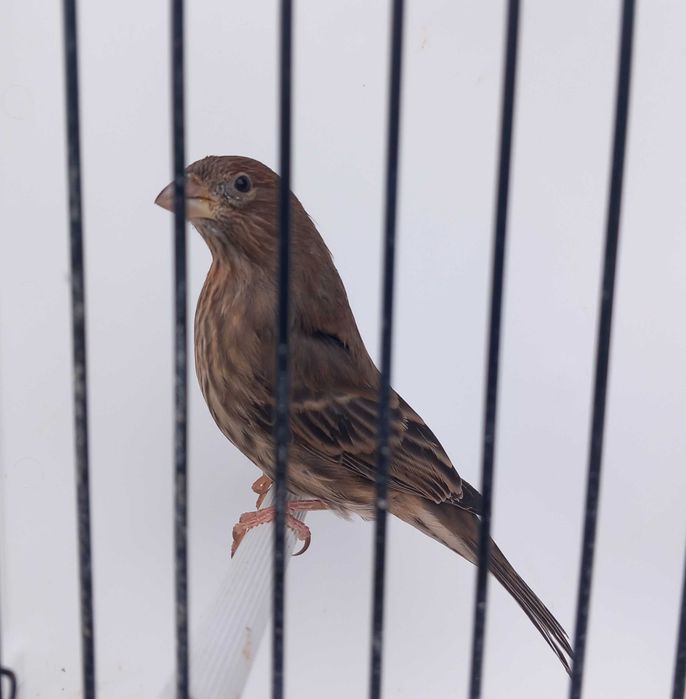 Carpodacus mexicanos de mutação