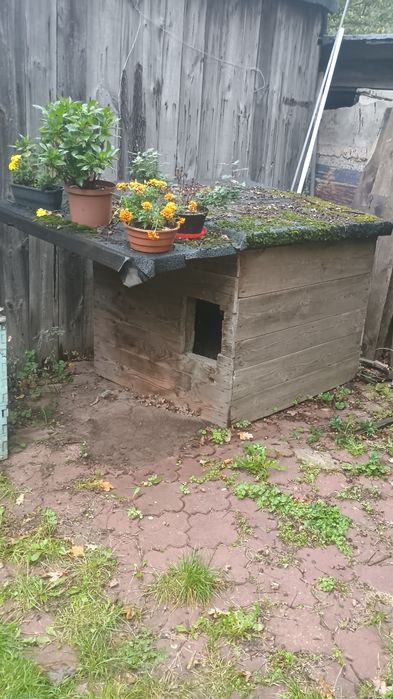 Oddam dużą budę dla psa
