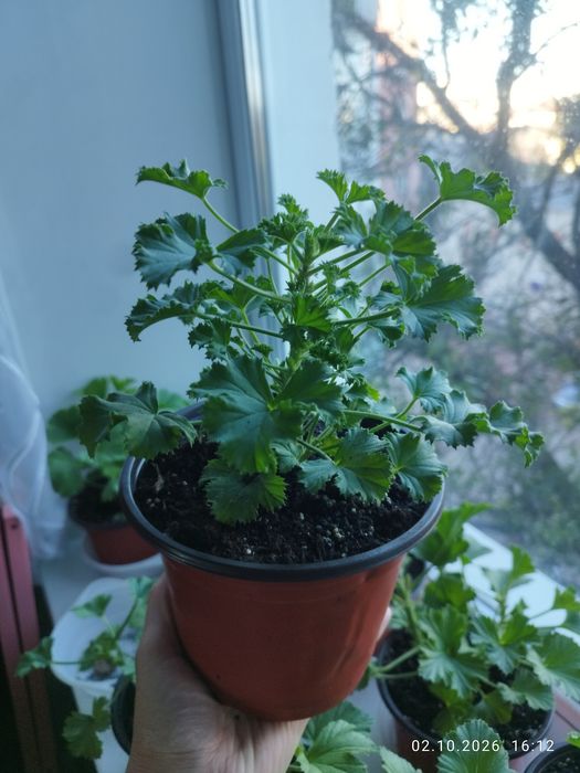 Королівська Пеларгонія