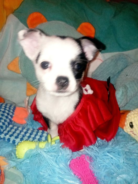 Suczka Chihuahua krótkowłosa