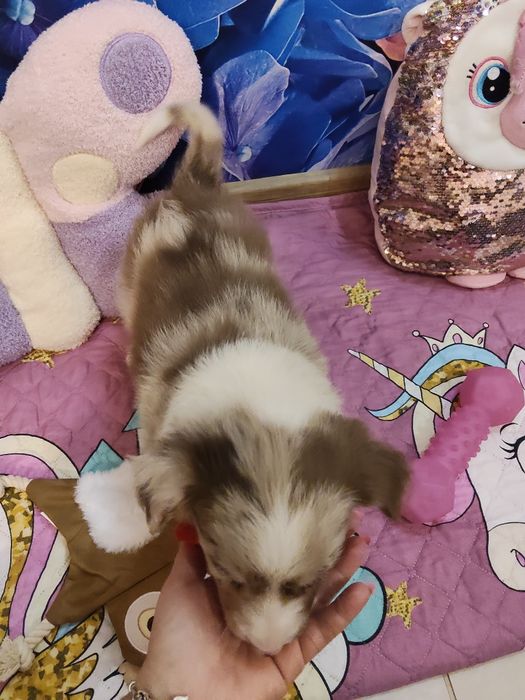 Chłopiec Border Collie red -merle nr 1/badania genetyczne/RTG