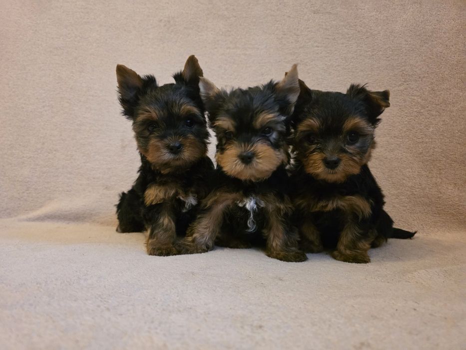 Yorki rasowe pieski rasy yorkshire terrier małe szczeniaki pies suczka pieski stalowo złote czarno złote szczenie jork mały