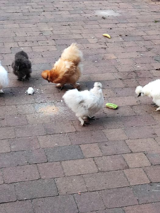 Silka silki kogut kogucik