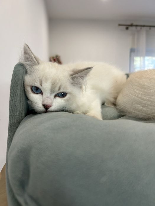 Maluszek z Wiktorkowa*Pl. Śliczne, zdrowe, kastrowane, rodowód FPL.,